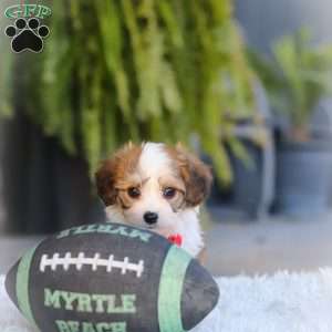 Scout, Cavachon Puppy